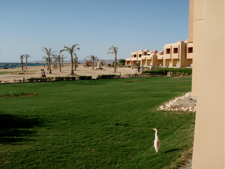 Tauchen Rotes Meer Mai 2010 Wadi Lahmy Azur Resort Hamata Marsa Alam South
