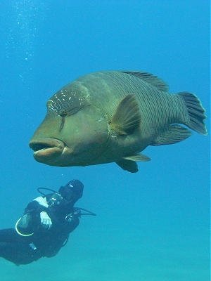 Tauchurlaub in Sharm el Sheik - Rotes Meer - Sinai - Ägypten Hausriff Ghazala Beach