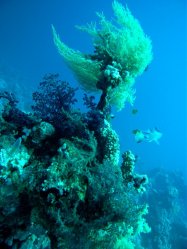 Unterwasserfotos Tauchbilder Ras Ghonzlani / Shark Reef, Yolanda / Sofda Sinai Divers