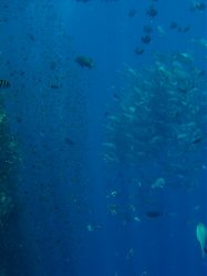 Unterwasserfotos Tauchbilder Ras Ghonzlani / Shark Reef, Yolanda / Sofda Sinai Divers