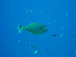 Unterwasserfotos Tauchbilder Ras Ghonzlani / Shark Reef, Yolanda / Sofda Sinai Divers