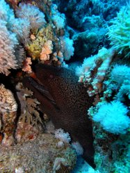 Unterwasserfotos Tauchbilder Ras Ghonzlani / Shark Reef, Yolanda / Sofda Sinai Divers