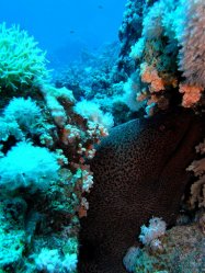 Unterwasserfotos Tauchbilder Ras Ghonzlani / Shark Reef, Yolanda / Sofda Sinai Divers