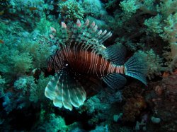 Unterwasserfotos Tauchbilder Ras Ghonzlani / Shark Reef, Yolanda / Sofda Sinai Divers