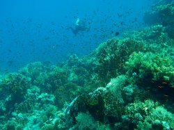 Unterwasserfotos Tauchbilder Ras Ghonzlani / Shark Reef, Yolanda / Sofda Sinai Divers