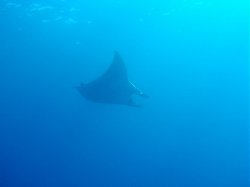 Unterwasserfotos Tauchbilder Ras Ghonzlani / Shark Reef, Yolanda / Sofda Sinai Divers