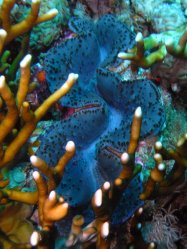 Unterwasserfotos Tauchbilder Tiran: Ras Nasrani, Jackson Reef, Thomas Reef Sinai Divers