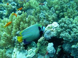 Unterwasserfotos Tauchbilder Tiran: Ras Nasrani, Jackson Reef, Thomas Reef Sinai Divers