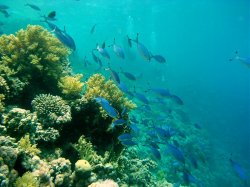 Unterwasserfotos Tauchbilder Tiran: Ras Nasrani, Jackson Reef, Thomas Reef Sinai Divers
