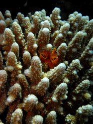 Unterwasserfotos Tauchbilder Tiran: Ras Nasrani, Jackson Reef, Thomas Reef Sinai Divers