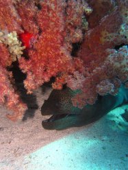 Unterwasserfotos Tauchbilder Shark Reef, Yolanda Sinai Divers