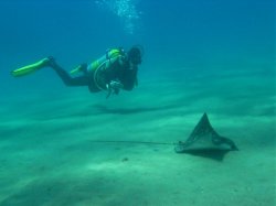 Unterwasserfotos Tauchbilder Hausriff Ghazala Beach Sinai Divers