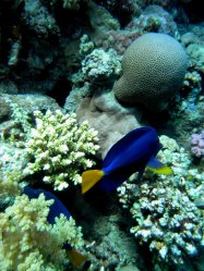 Unterwasserfotos Tauchbilder Ghazala Beach Hausriff Sinai Divers