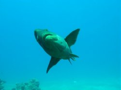 Unterwasserfotos Tauchbilder Ghazala Beach Hausriff Sinai Divers