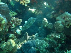 Unterwasserfotos Tauchbilder Ghazala Beach Hausriff Sinai Divers