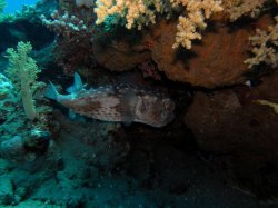 Unterwasserfotos Tauchbilder Ghazala Beach Hausriff Sinai Divers