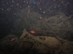 Unterwasserfotos Tauchbilder Wrack  SS Thistlegorm