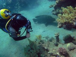 Unterwasserfotos Tauchbilder Hausriff Ghazala Beach Hotel Sinai Divers