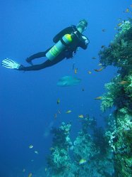 Unterwasserfotos Tauchbilder  Sinai Divers
