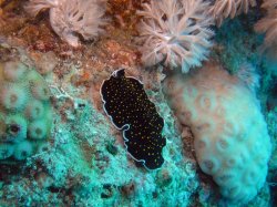Unterwasserfotos Tauchbilder  Sinai Divers