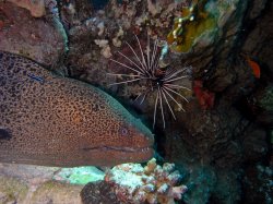 Unterwasserfotos Tauchbilder  Sinai Divers