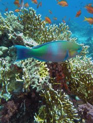 Unterwasserfotos Tauchbilder  Sinai Divers