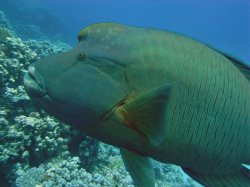 Unterwasserfotos Tauchbilder  Sinai Divers