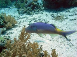 Unterwasserfotos Tauchbilder  Sinai Divers