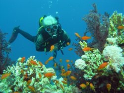 Unterwasserfotos Tauchbilder  Sinai Divers