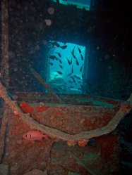 Unterwasserfotos Tauchbilder  Sinai Divers