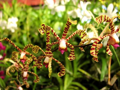 Botanischer Garten Peradeniya Orchideen