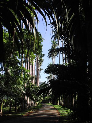 Botanischer Garten Palmenallee
