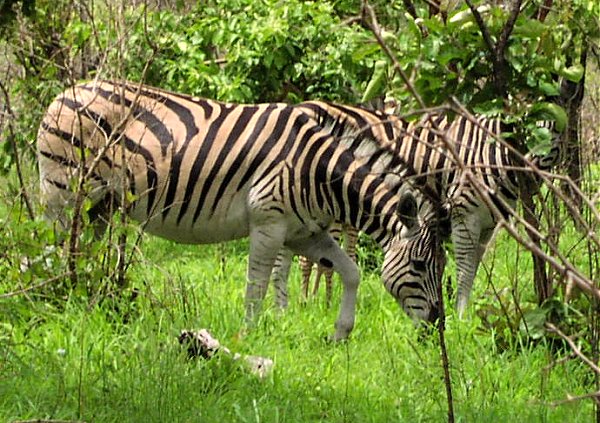 Zebra