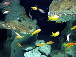 fische