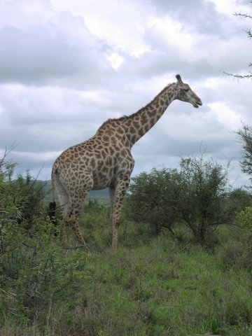 Giraffe