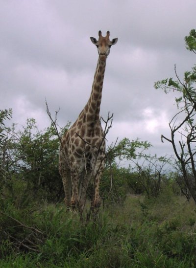 Giraffe