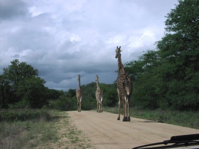 Giraffen