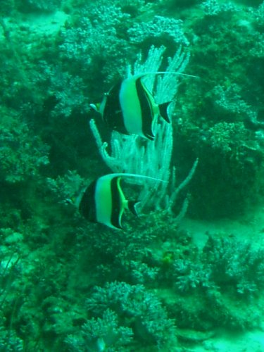 tr�be Sicht beim Tauchen