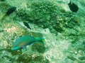 Unterwasserbilder Foto