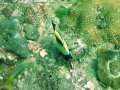 Unterwasserbilder Foto