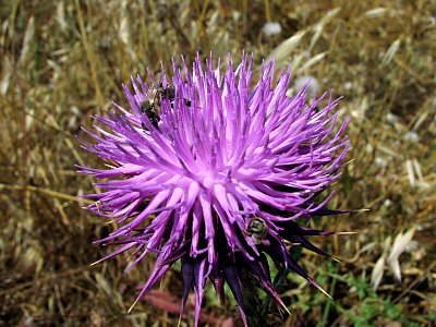 distel